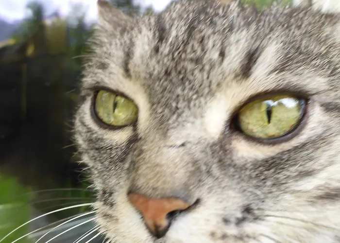 ゲストハウス Cafe-pension Erika ペルティサウ